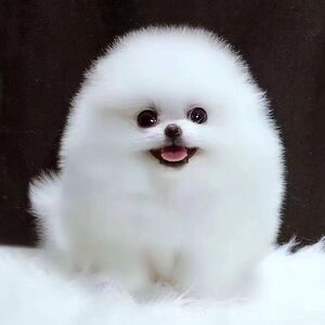 纯种博美幼犬茶杯犬小型犬可爱迷你长不大活体俊介犬白色宠物小狗