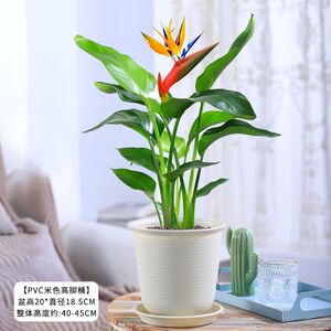 富贵鸟绿植鹤望兰n盆栽植物室内花卉客厅办公室大型绿植四季好养