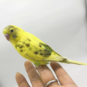 云斑手养特色断奶亲人虎皮鹦鹉