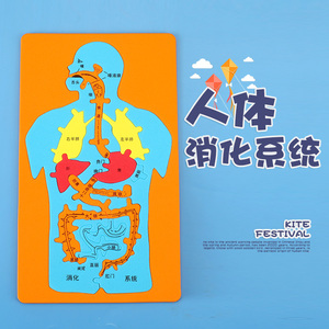 500人付款淘宝幼儿园科学区材料包人体器官图儿童内脏结构身体消化