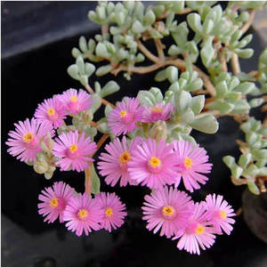 老桩白凤菊开花漂亮临近花期碧玉莲多肉植物阳台盆栽花卉肉肉