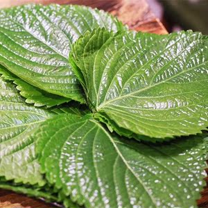 苏子叶新鲜蔬菜东北紫苏子叶当季绿色农家现摘韩国烤肉包饭蘸酱菜