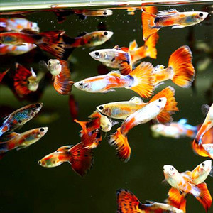 精品孔雀鱼冰蓝黄礼服兰草天空蓝象牙白观赏鱼胎生鱼活体一对公母