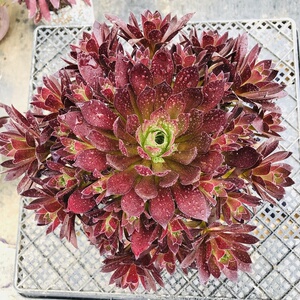多肉植物法师系列