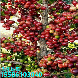 咖啡苗 咖啡树苗云南卡迪姆咖啡小苗盆栽南北方种植四季当年结果
