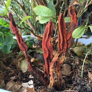 回春草野生顶天柱男性泡茶不老草云南苁蓉泡酒料锁阳藿料干货包邮