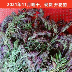 新货云南小山茶野绿茶东紫苏梭罗云南菜火锅烧烤凉茶花草茶山里茶