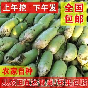 新鲜河南青萝卜农家自种蔬菜生吃白萝卜脆胡萝卜水果1/5/10斤批发
