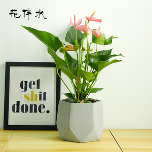 花伴水粉掌绿植盆栽办公桌花卉经理室会议室前台休息区开业