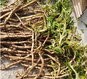 江西鄱阳湖藜蒿根 2斤新鲜野生藜蒿根种植芦蒿根种子种籽苗