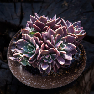 因地卡多肉植物老桩