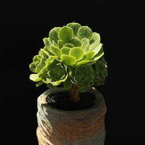 西童绿羊绒法师老桩多头手捧花状肉肉植物稀有品种绿法师好养盆栽