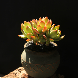 芒果美人 多头老桩群多肉植物好养稀有品种阳台楼顶露养包邮