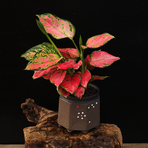 西童吉利红如意彩皇后室内盆栽植物四季好养水培吸甲醛彩叶小绿植