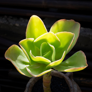 柠檬卷多肉植物老桩柠檬玫瑰好养绿植防辐射阳台办公桌超萌肉肉