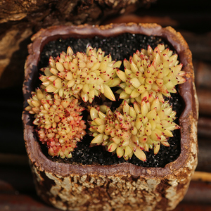 西童原始纯种黄金芝麻虎鲸多肉植物群生大整桩稀有贵货云南直发