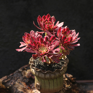 西童红覆轮锦法师老桩单头多群生多肉植物开挂区状态法师锦好养