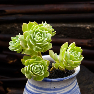 绿蔷薇小老桩多肉植物群生肉肉老桩多头多肉室内阳台盆栽