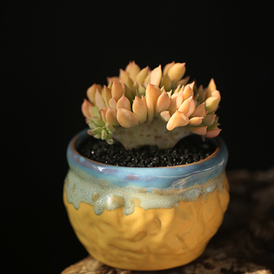 西童芒果布丁小缀化可爱萌肉多肉植物办公室阳台盆栽新手好养包邮