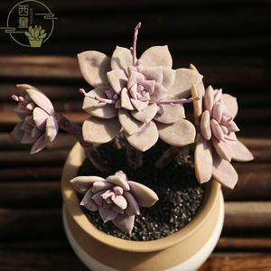 西童华丽风车紫风车老桩多肉植物新手好养盆栽绿植云南包邮