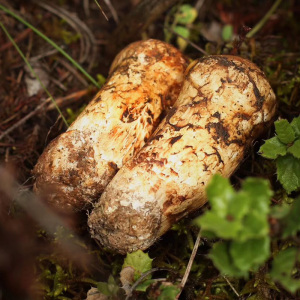 云南特产野生菌松茸菌菇酱