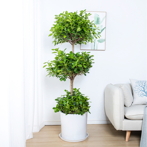 富贵叶金钱榕摇钱树盆栽植物室内火山榕绿植金钱榕招财植物客厅