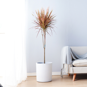 富贵叶马尾铁千年木盆栽七彩铁室内观赏净化空气植物北欧网红绿植