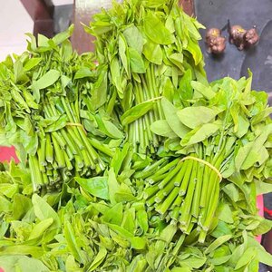 新鲜树仔菜野菜现摘现发天绿香海南五指山野菜益肝菜特色蔬菜顺丰