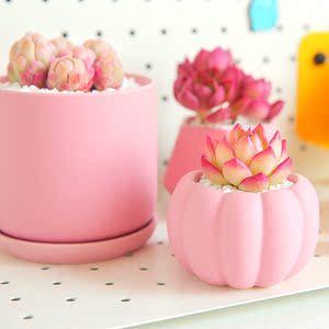 多肉植物花盆 简约陶瓷粉色花盆 花卉多肉桌面盆景小花盆