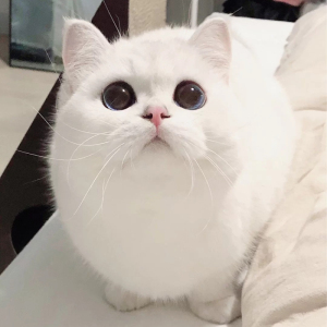 爱犬宠物乐园1999淘宝英短猫银渐层幼猫英国短毛小奶猫活体纯种小