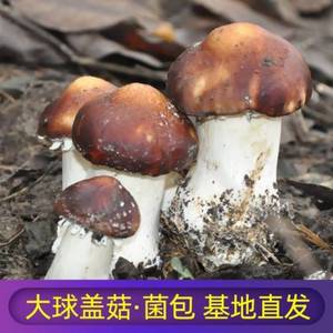 赤菇新款巧克力色大球盖菇古田赤松茸菌种蘑菇种植包免费农技指导
