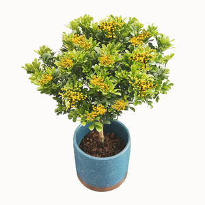 米兰花植物独杆