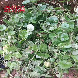 连线草