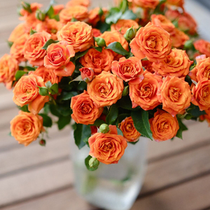 乐作flora|鲜花云南直发橙色芭比 多头玫瑰1束(10枝)顺丰空运包邮