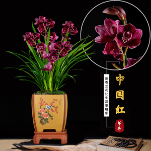兰花苗浓香中国红建兰四季兰办公室绿植盆栽植物花卉