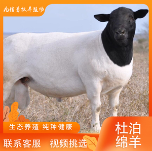 纯种黑头杜泊绵羊头胎二胎怀孕母羊活体种公羊小羊羔活羊杜波绵羊