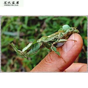 宠物螳螂 幽灵螳螂 二龄幼体 活体螳螂 送饲养杯 买3送1 新手推荐
