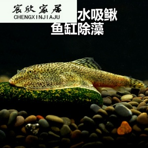 冷水清道夫吸鳅观赏鱼除藻鱼缸清洁鱼爬岩鳅双吸盘琵琶鳅淡水活鱼