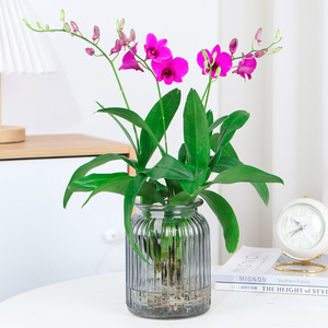 水培植物香水石斛兰盆栽带花苞室内桌面花卉植物四季好养花卉绿植