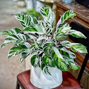 白油画竹芋 荷兰进口 ins北欧风室内观叶绿植物花卉盆栽