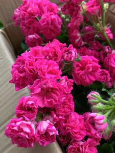 吃森林的兔子淘宝漫乐 兽系天竺葵劳拉伊万使者重瓣粉红色大花蝴蝶