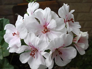 【蔓花园】月神  垂吊天竺葵 12cm盆栽开花苗 阳台庭院垂挂开观花