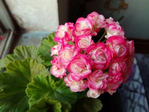 【蔓花园】四月的雪 碗系列 直立天竺葵 12cm盆成苗 阳台庭院观花