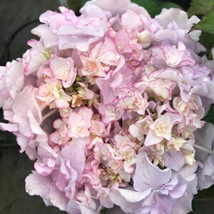 惠子小姐绣球花