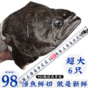 鸦片鱼头 深海鲽鱼头商用大碟鱼头雅片比目鱼头蝶鱼头冷冻批发6只