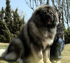 纯种高加索幼犬大骨架家养熊版巨型俄罗斯大型护卫犬狼青色宠物狗