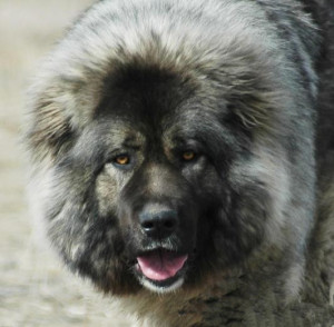 纯种高加索幼犬巨型高加索狗俄罗斯高加索大型猛犬幼犬看家护院犬