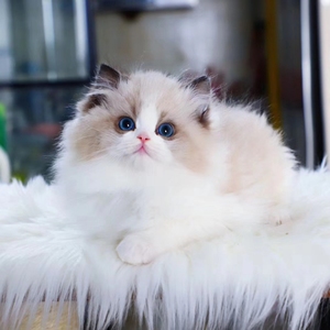 纯种布偶猫赛级海双蓝双布偶猫幼猫小猫活体长毛幼崽宠物猫咪活物