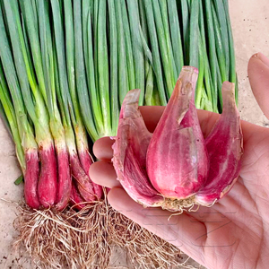 火葱头红黄葱根苗子四季小香葱春秋季国产专用蔬菜露地阳台盆栽孑
