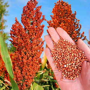 红高粱种子食用粮食种籽黏糯高产耐高低温春,秋四季露地播种酿造